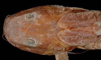 Media type: image; Ichthyology 8196